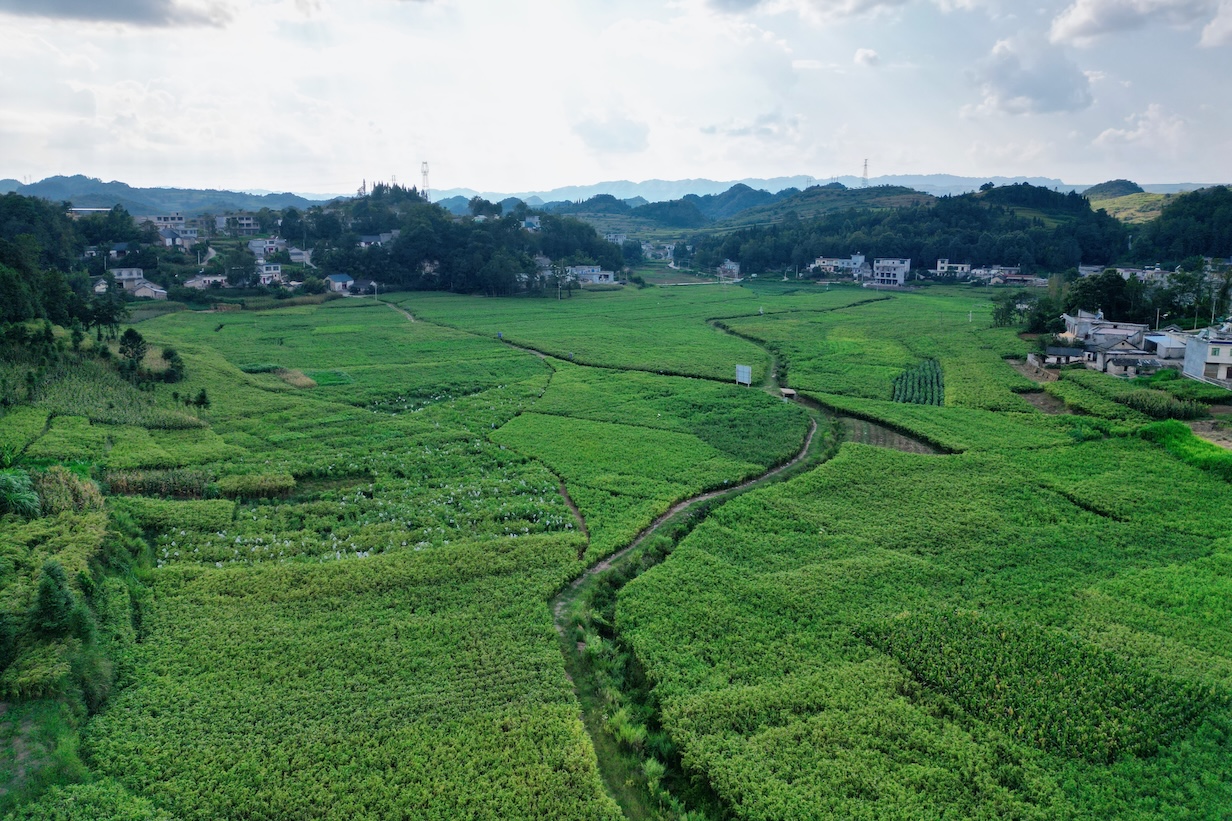兴仁薏苡仁种植基地