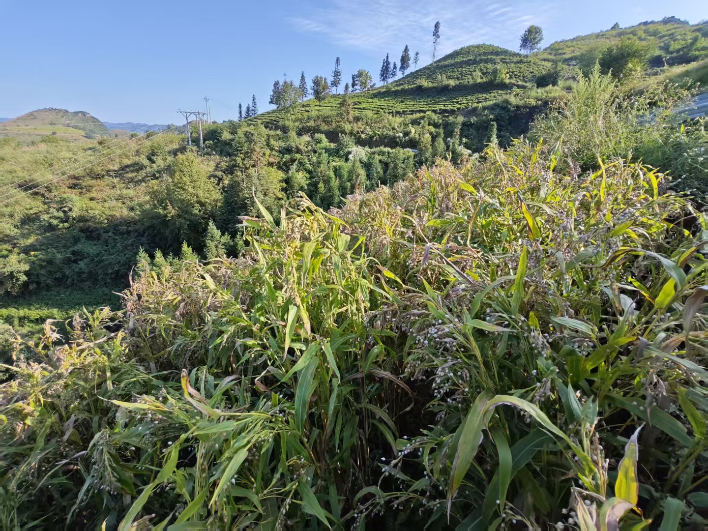 薏丰薏仁米种植基地里，各族农户手捧成熟的薏仁米穗